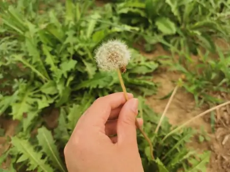 蒲公英的“好搭档”已发现，坚持泡水喝，肝变净了，胃也舒坦了